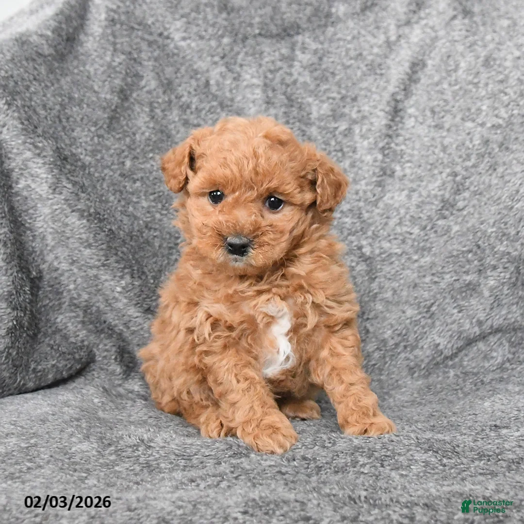 Miniature Poodle dogs for sale: Cherry - Ad 2