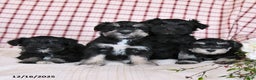 Miniature Schnauzer dogs for sale: Baby - Ad 5