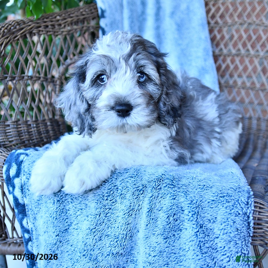 Cockapoo dogs for sale: Milo - Ad 1
