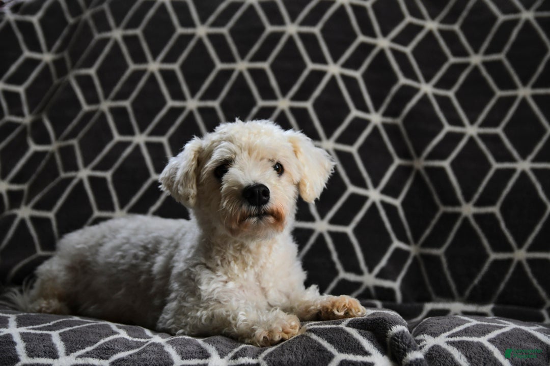 Havapoo dogs for sale: Lula - Ad 6