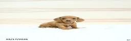 Miniature Dachshund dogs for sale: Perdita - Ad 4