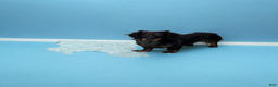 Miniature Dachshund dogs for sale: Delilah - Ad 7