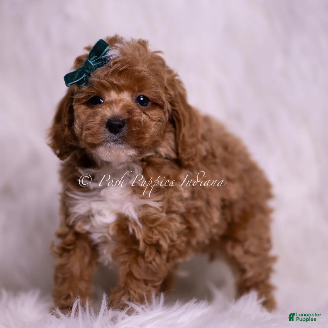 Toy Poodle dogs for sale: Galaxy - Ad 6