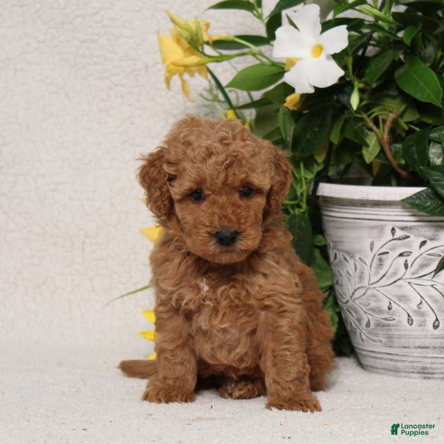 Mini Goldendoodle dogs for sale: Victor - Ad 3