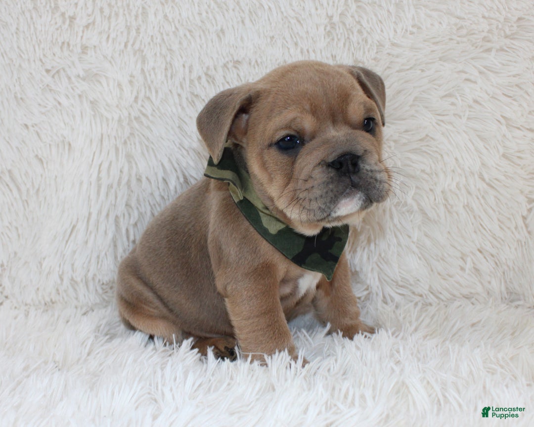 English Bulldog dogs for sale: Cash - Ad 4