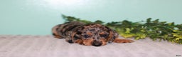 Miniature Dachshund dogs for sale: Flower - Ad 5