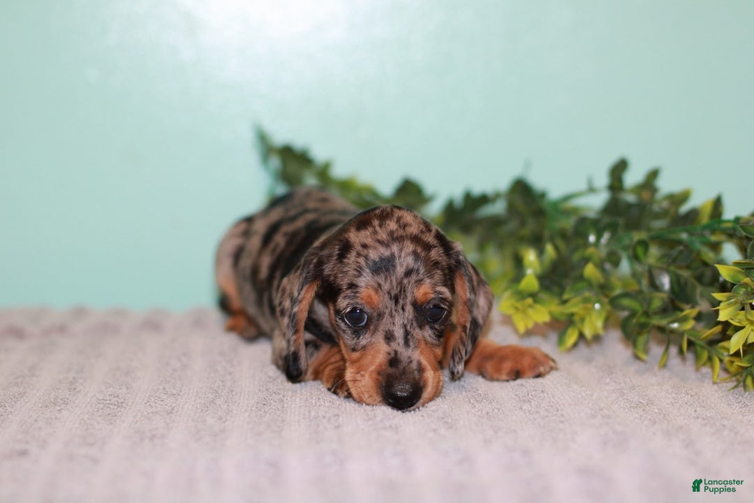 Miniature Dachshund dogs for sale: Flower - Ad 5