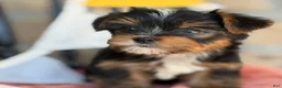 Yorkshire Terrier dogs for sale: Bear - Ad 7