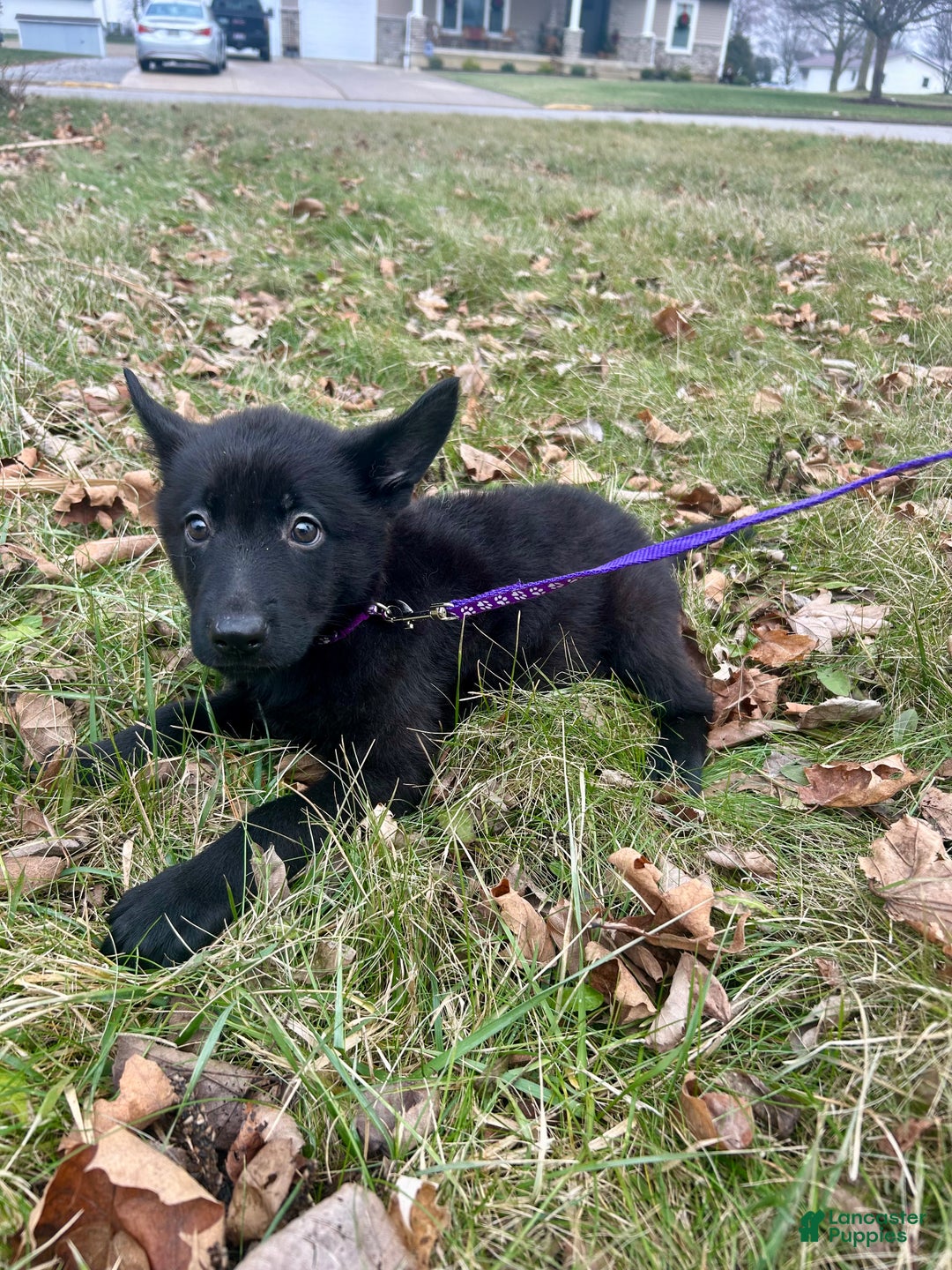 German Shepherd dogs for sale: German Shepherd Purple - Ad 3