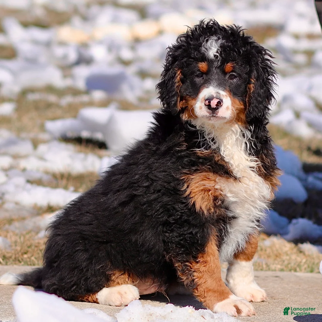 Mini Bernedoodle dogs for sale: George - Ad 4