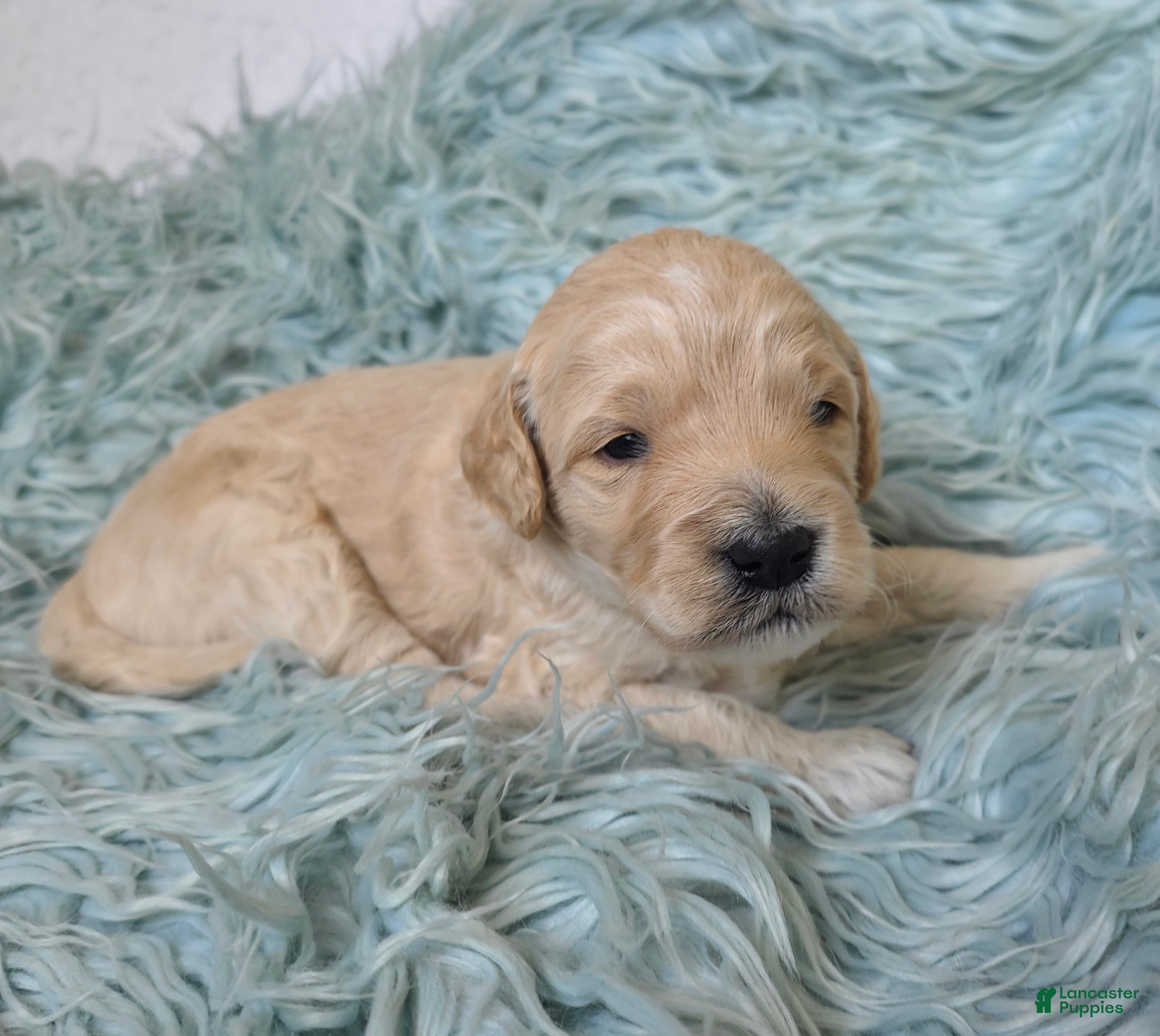 Mini Goldendoodle dogs Aspen - Ad 2