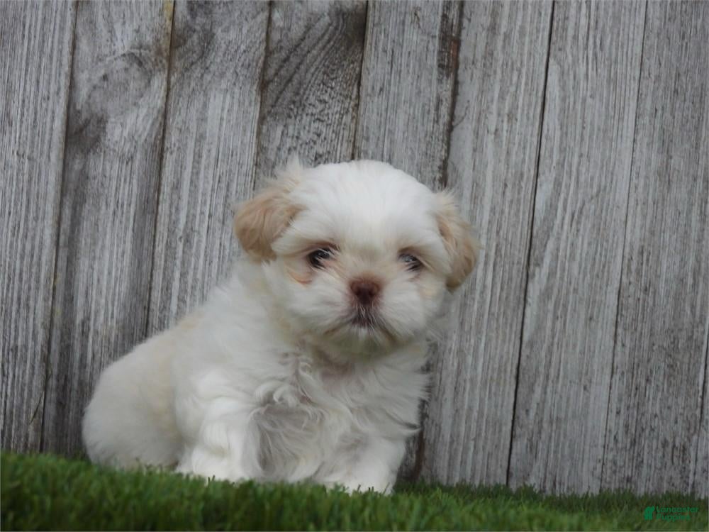 Shih Tzu dogs Snow - Ad 30