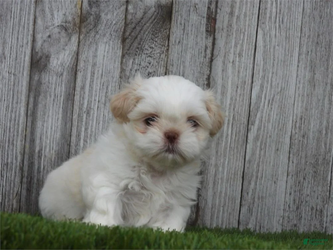 Shih Tzu dogs for sale: Snow - Ad 1
