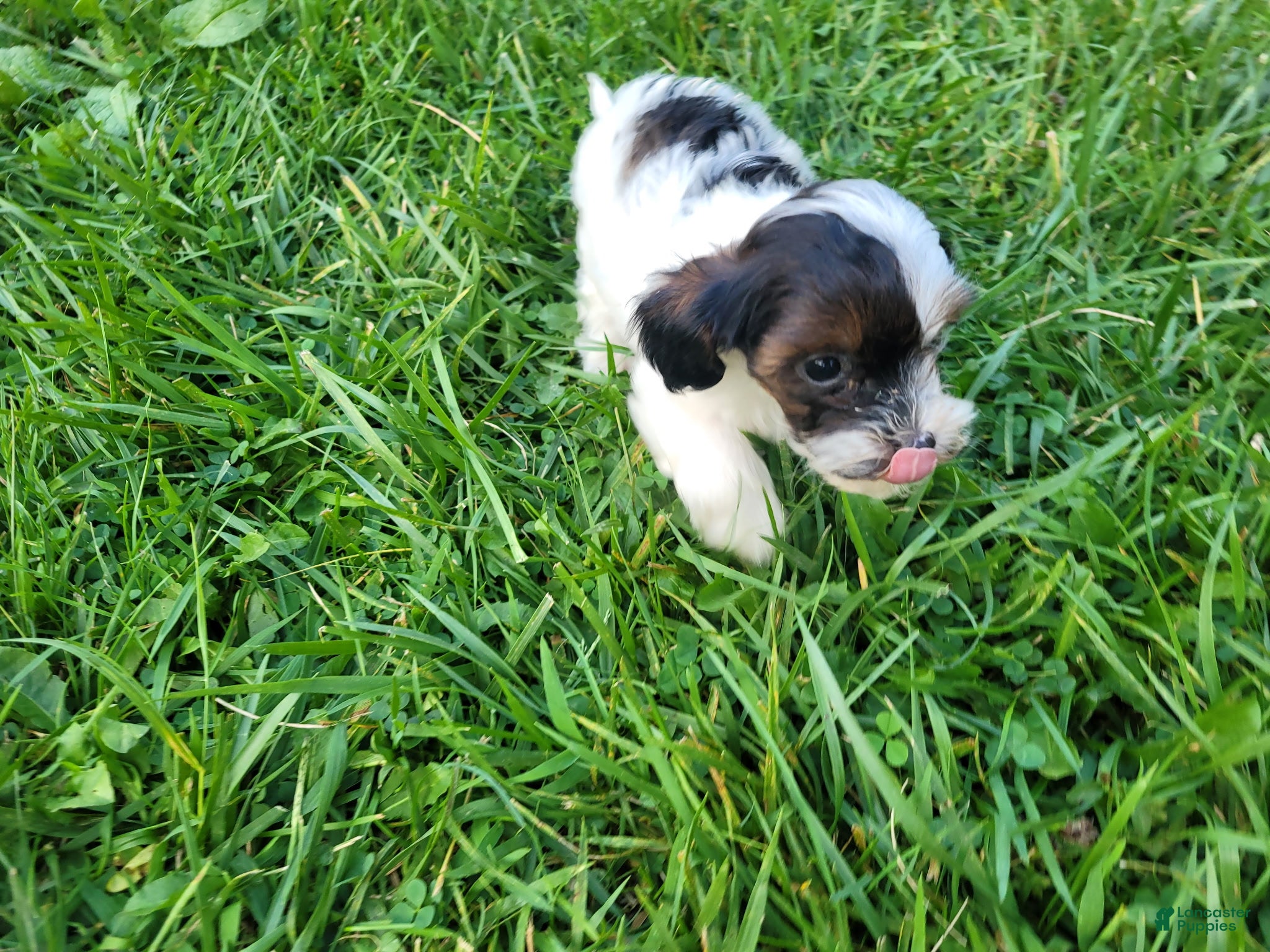 Cavapoo dogs Max - Ad 2