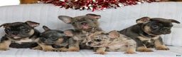 French Bulldog dogs for sale: Poppy  - Ad 5