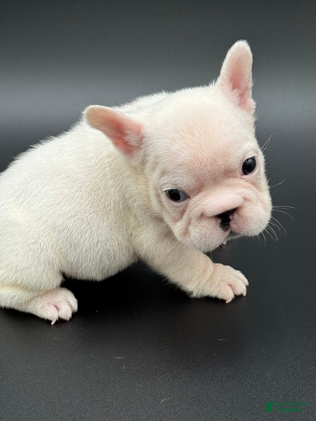 French Bulldog dogs for sale: French Bulldog Puppy 3 - Ad 5