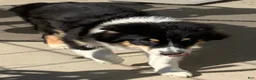 Australian Shepherd dogs for sale: Australian Shepherd 1 - Ad 4