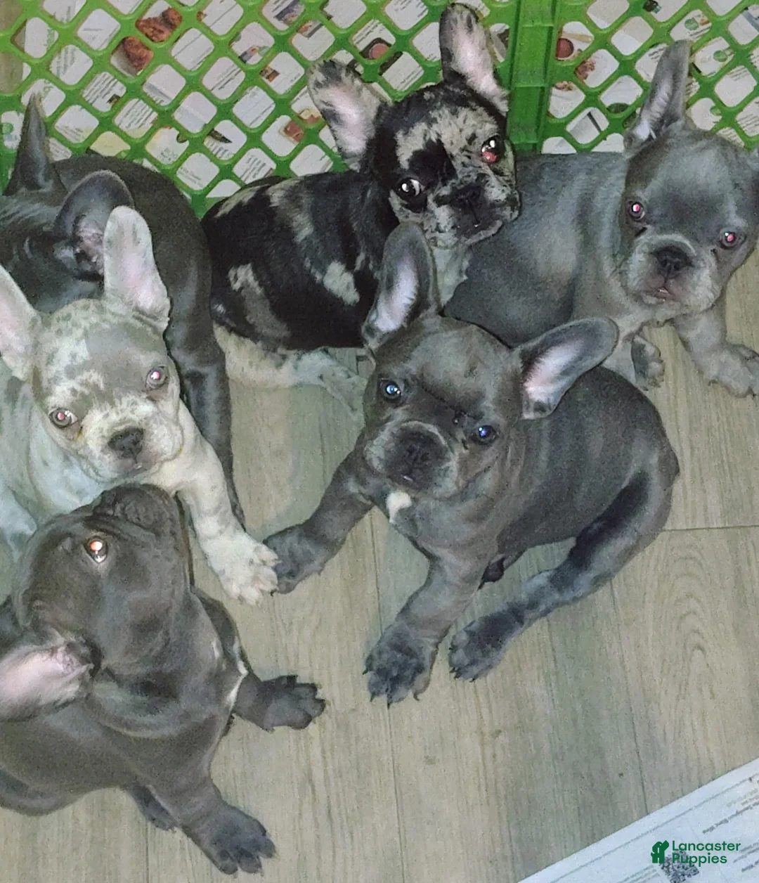 French Bulldog dogs for sale: Silver - Ad 1