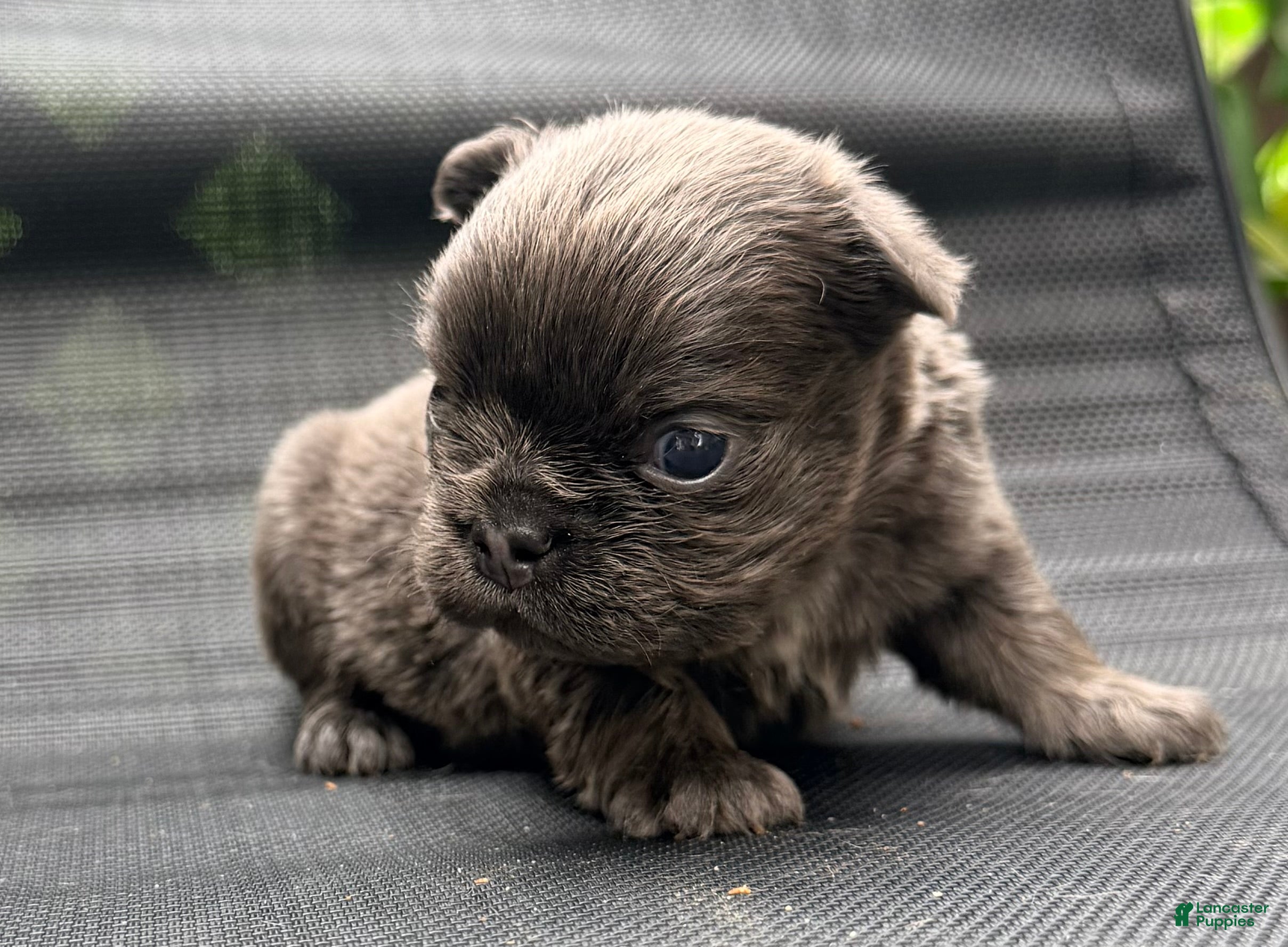 French Bulldog dogs Stella - Ad 2