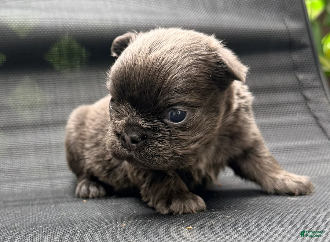 French Bulldog dogs for sale: Stella - Ad 2