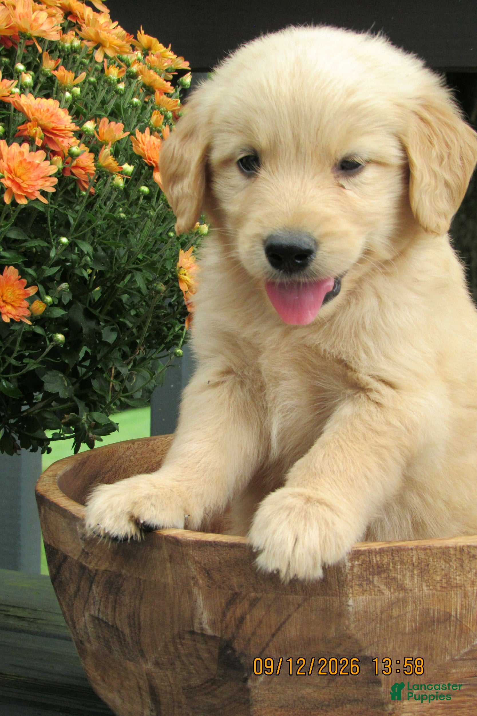 Golden Retriever dogs Golden Retriever 2 Moe - Ad 5