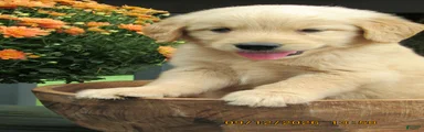 Golden Retriever 2 Moe
