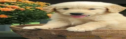 Golden Retriever dogs for sale: Golden Retriever 2 Moe - Ad 1