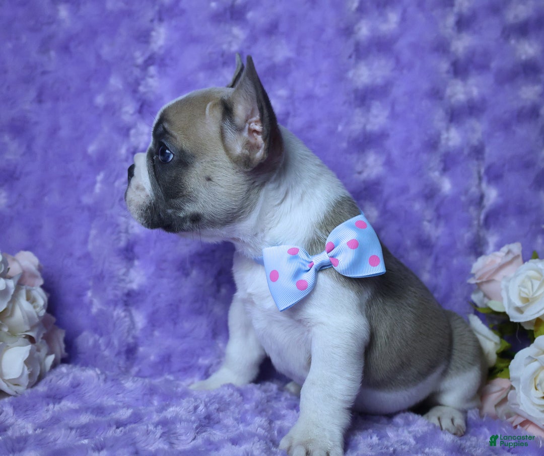 French Bulldog dogs for sale: French Bulldog Blue Piebald AKC, Health Tested Parents 4 - Ad 6