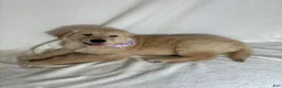 Golden Retriever dogs for sale: Glenda - Ad 2
