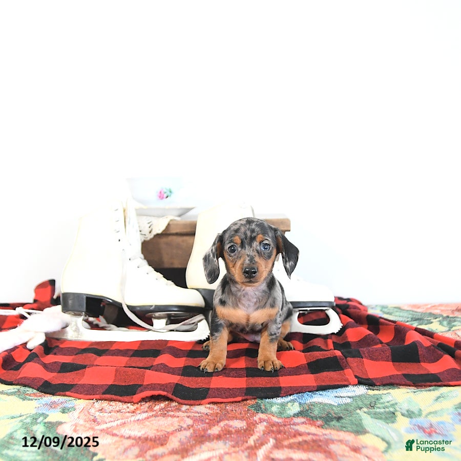 Miniature Dachshund dogs Betty   - Ad 40