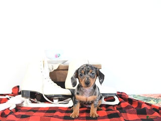 Miniature Dachshund dogs Betty - Ad 27