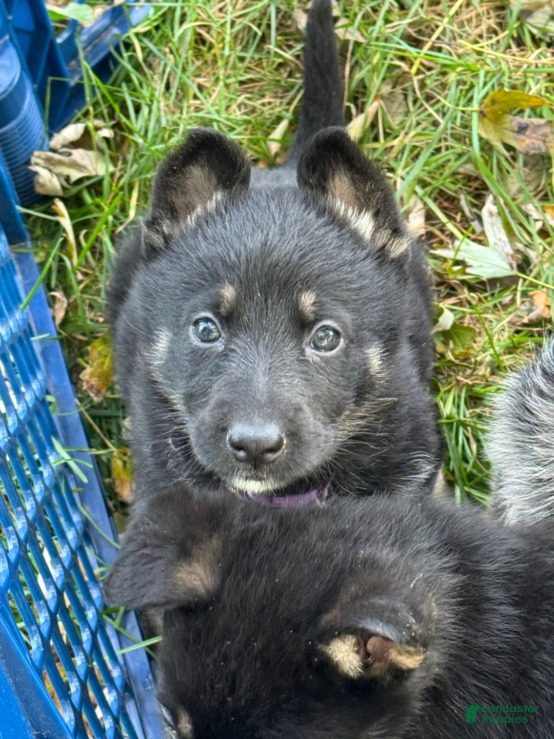 German Shepherd dogs for sale: German Shepherd 3 Purple Collar  - Ad 9