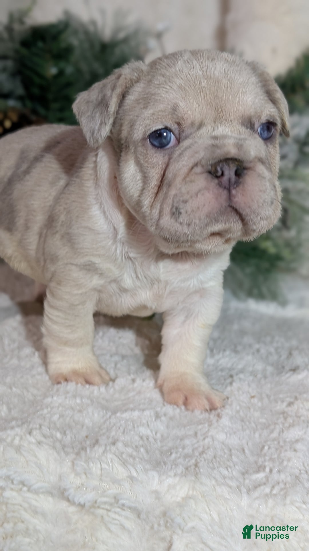 French Bulldog dogs for sale: Tiana - Ad 5