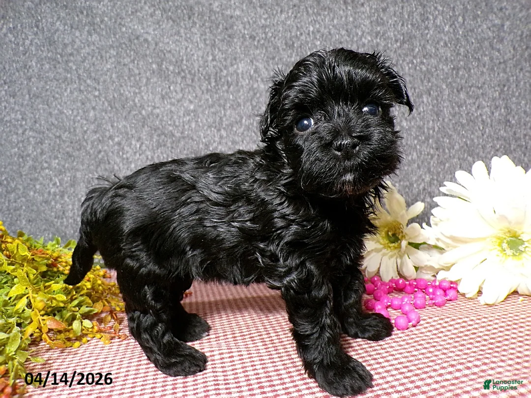 Havapoo dogs for sale: Bianca - Ad 1