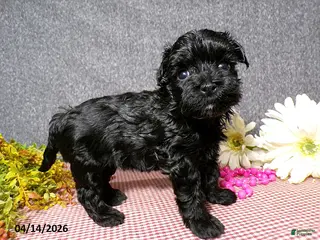 Havapoo dogs for sale: Bianca - Ad 4