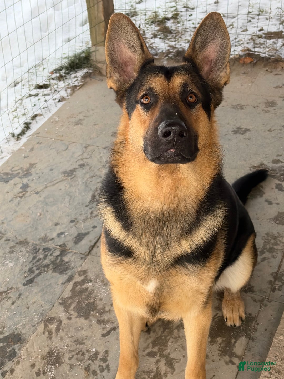 German Shepherd dogs for sale: German Shepherd Puppy 7 - Ad 10