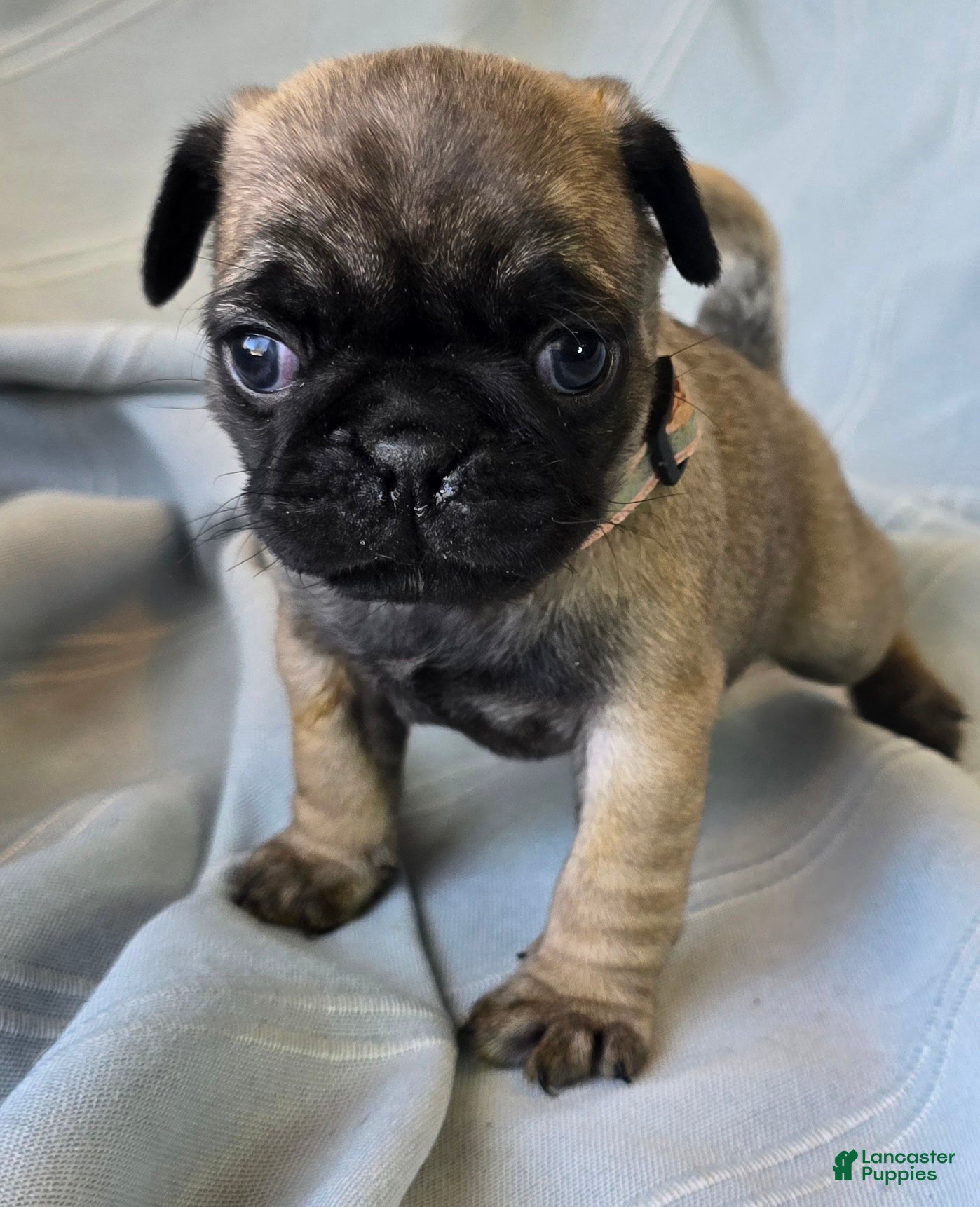 Pug dogs Norma Jean - Ad 2