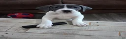 Mixed Breed dogs for sale: Mixed Breed Puppy 1 - Ad 5