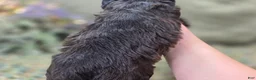 Cockapoo dogs for sale: Flopsy - Ad 9