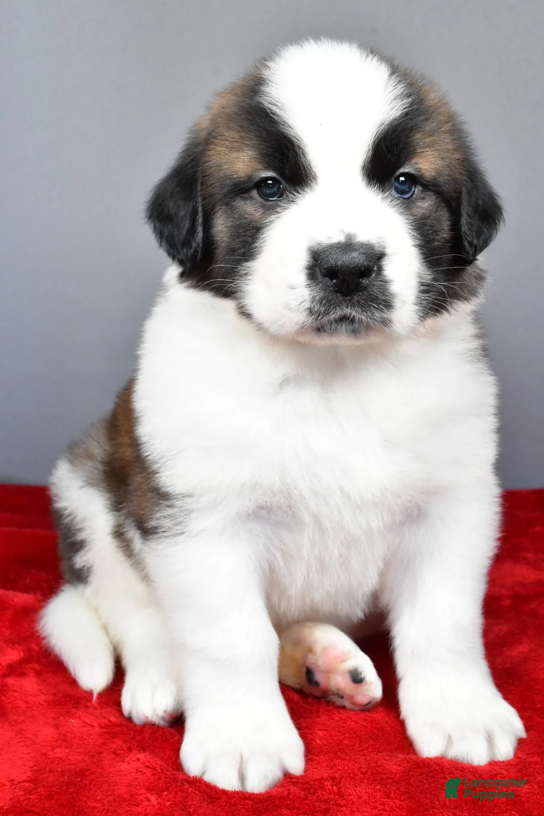 Saint Bernard dogs for sale: amber - Ad 6