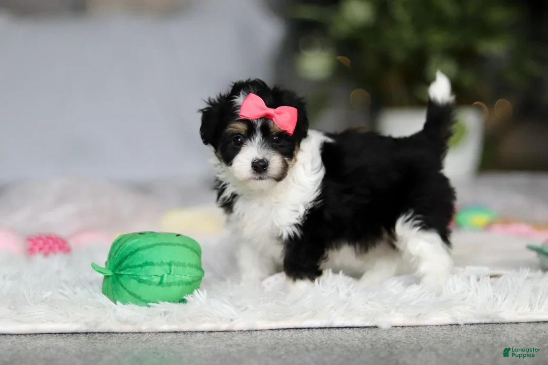 Mixed Breed dogs for sale: Barbie - Ad 3