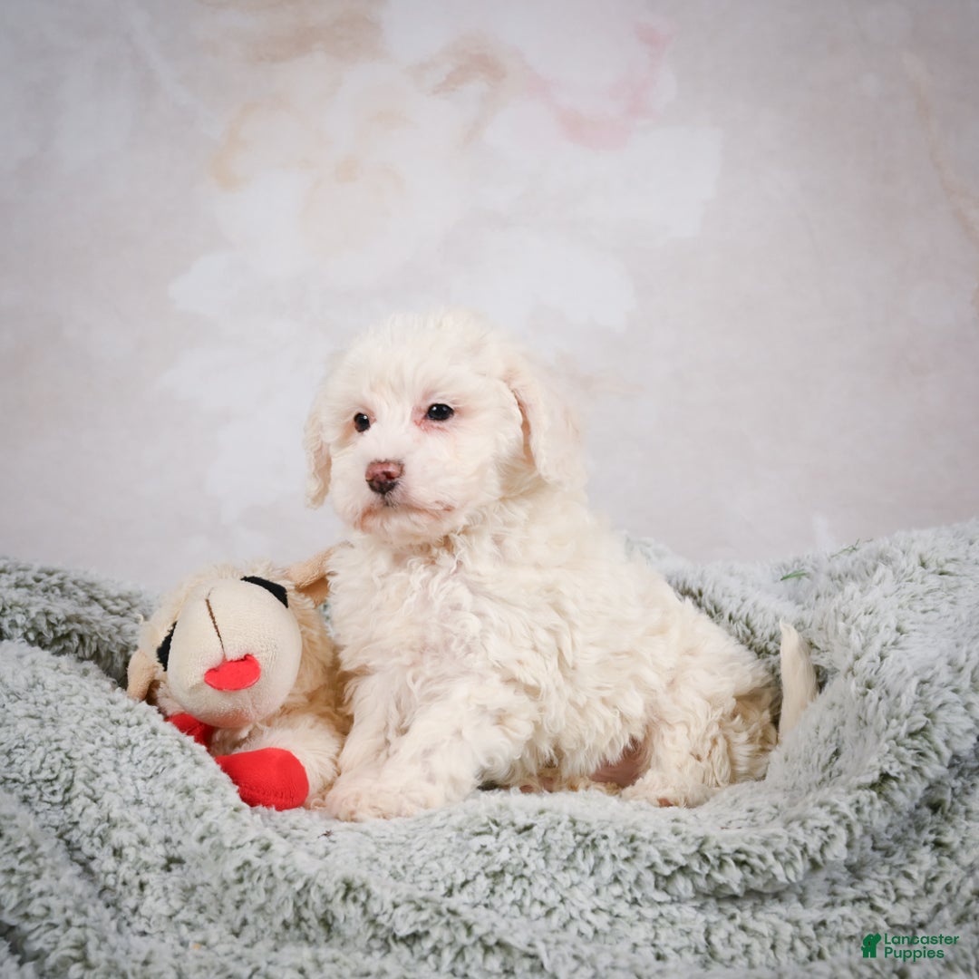 Bichpoo dogs for sale: Bobby - Ad 3