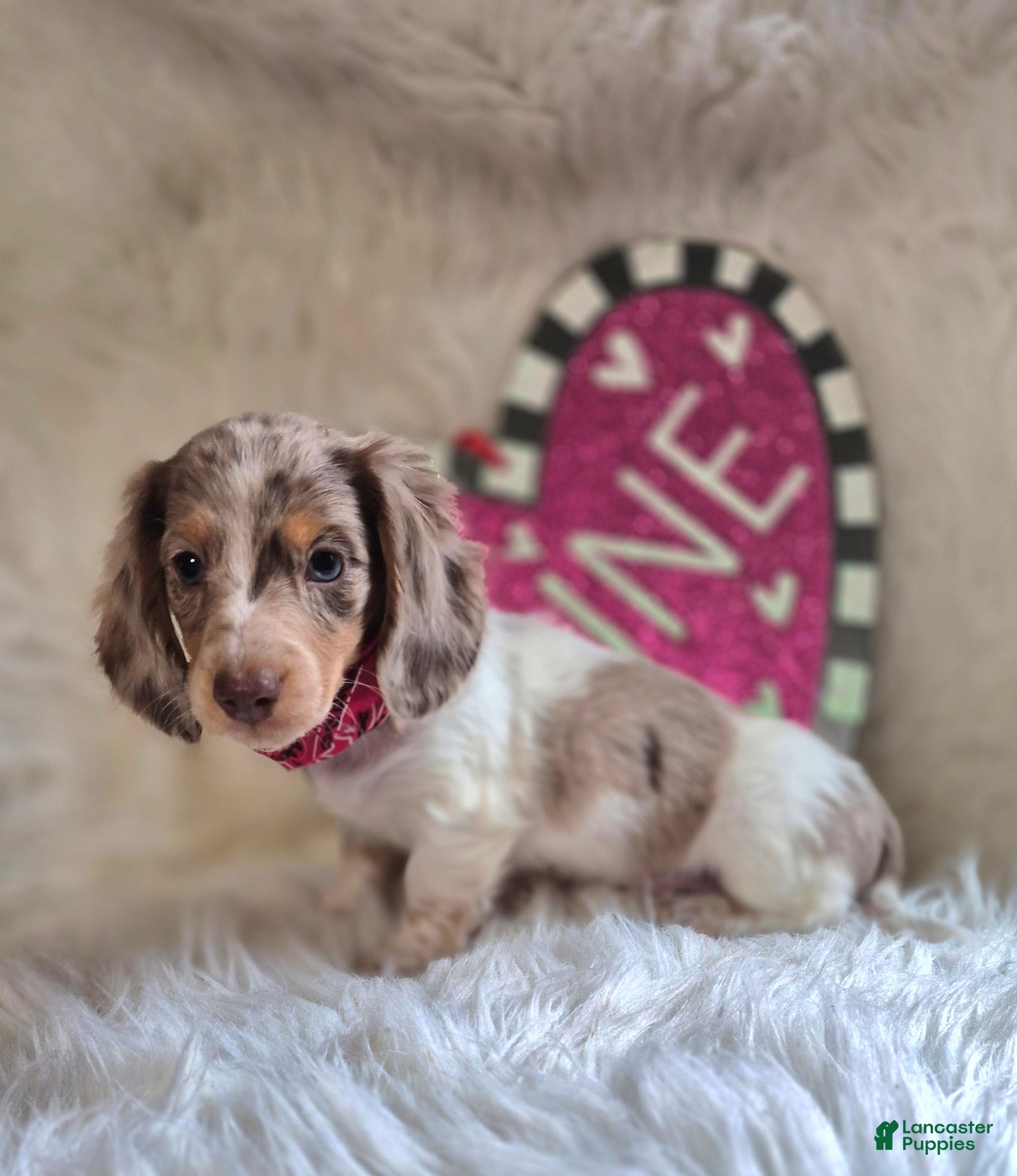Miniature Dachshund dogs Benson - Ad 10