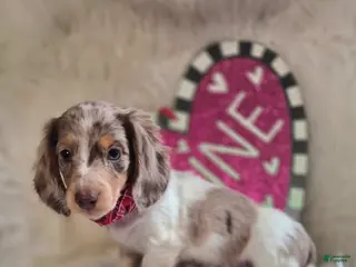 Miniature Dachshund dogs Benson - Ad 2