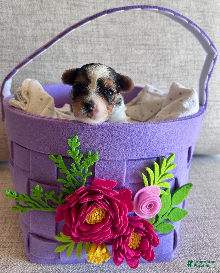 Biewer Terrier dogs Biewer Terrier Puppy 4 - Ad 1