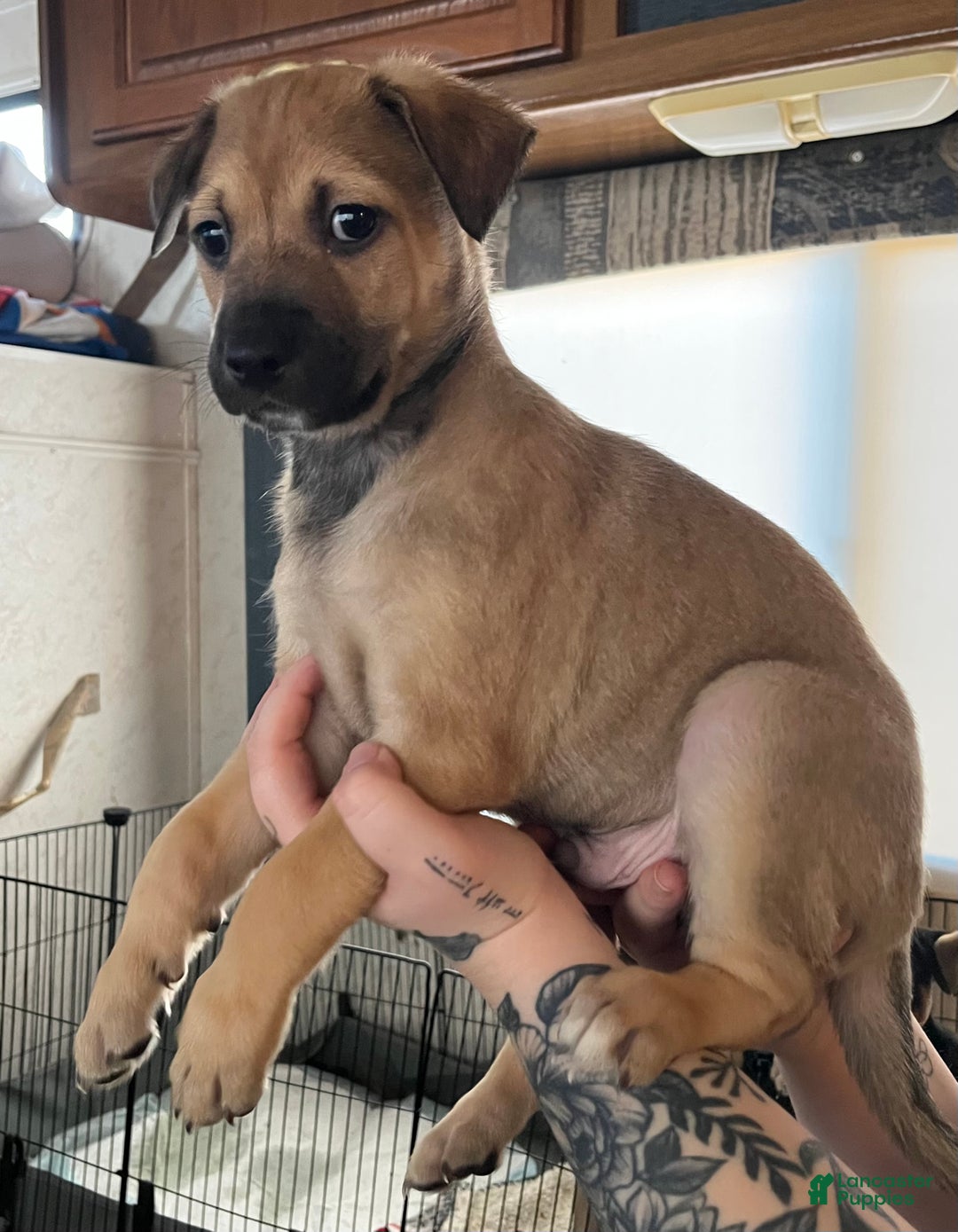 Mixed Breed dogs for sale: Mixed Breed Puppy 4 - Ad 3