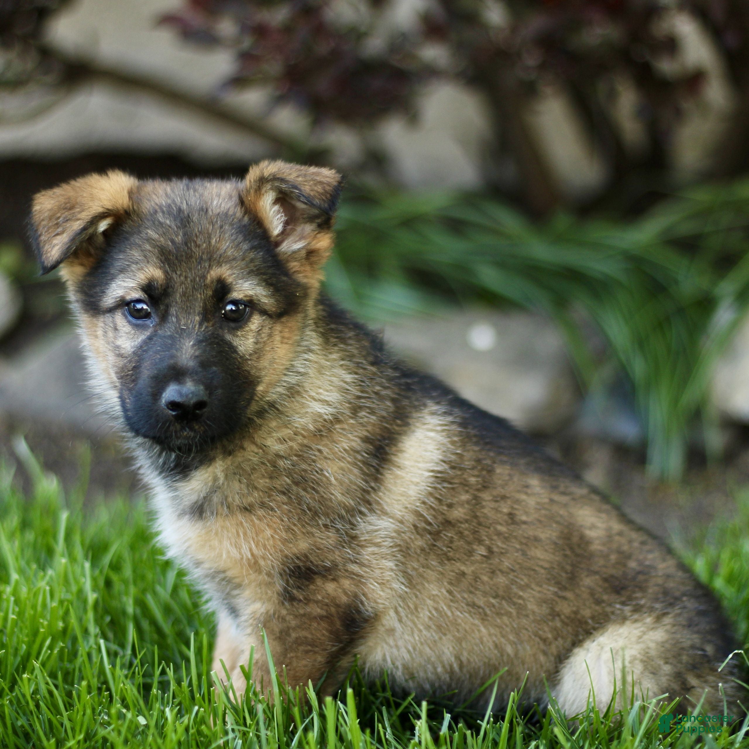 Mixed Breed dogs Olivia  - Ad 2