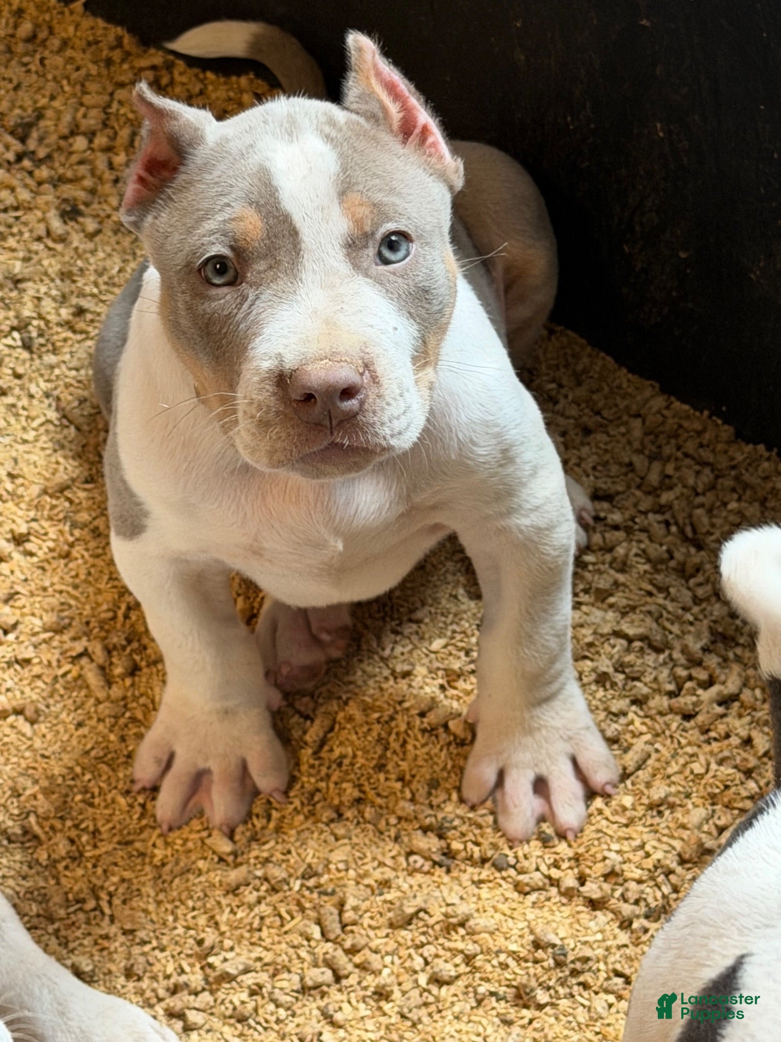 American Bully dogs for sale: American Bully 1 - Ad 1