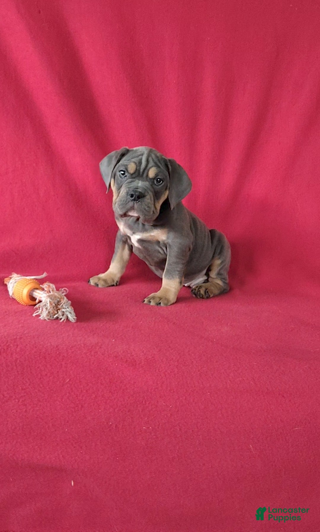 Beabull dogs for sale: Porter - Ad 6