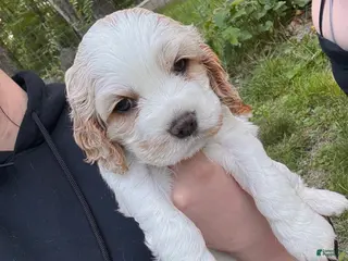 Cocker Spaniel dogs Amy - Ad 32
